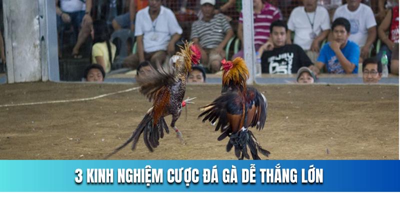 3-kinh-nghiem-cuoc-da-ga-de-thang-lon