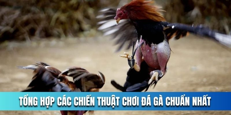 Tong-hop-cac-chien-thuat-choi-da-ga-chuan-nhat