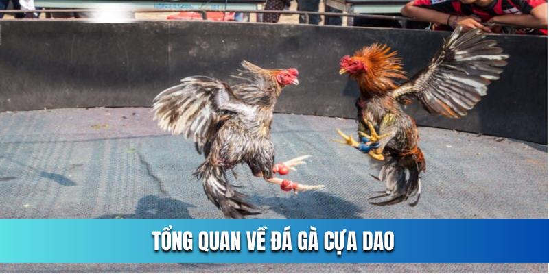 tong-quan-ve-da-ga-cua-dao-nha-cai-ok365