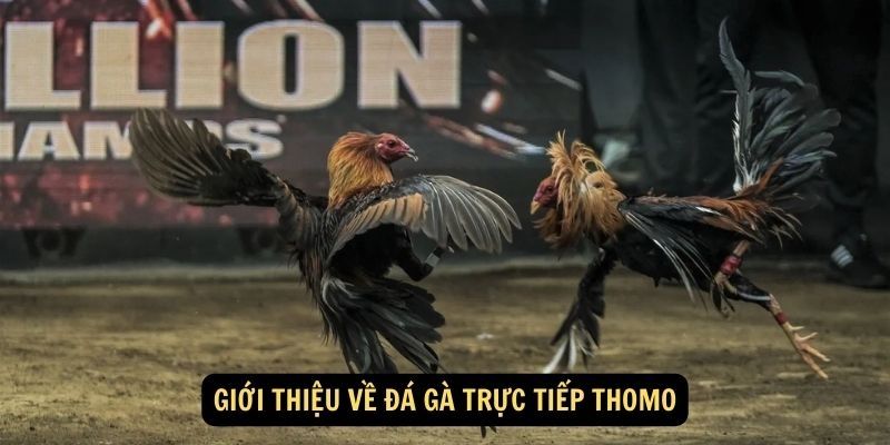 da-ga-thomo-hap-dan-voi-cac-tran-dau kich-tinh