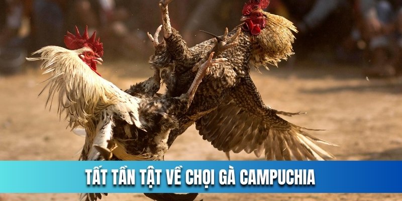 tat-tan-tat-ve-ca-cuoc-choi-ga-campuchia